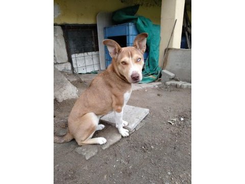 Yavru husky