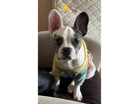 5. 5 aylık erkek french bulldog ücretli