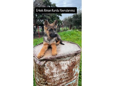 Show kalite alman kurdu yavrularımız