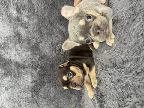 Exotic french bulldog yavrular