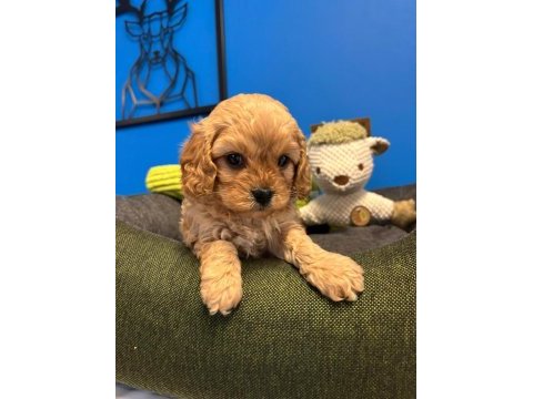 Babyface ırk garantili maltipoo bebeklerimiz
