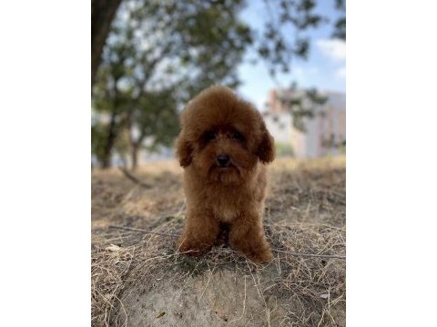 Red brown erkek toy poodle