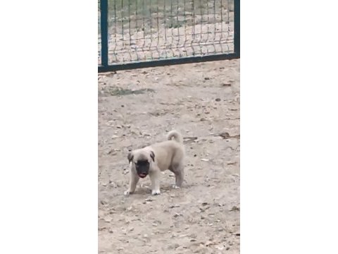 2 adet 6 aylık yavru kangallar
