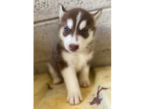 Husky yavrular dişi erkek
