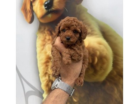 Toy poodle yavrularımız