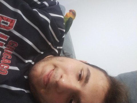 Cennet papağanı