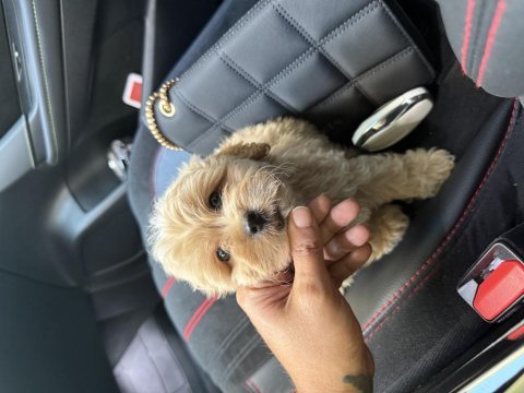 Sıfır numara poodle