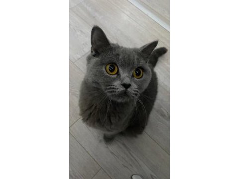 Gönüllü sahiplendirme british shorthair