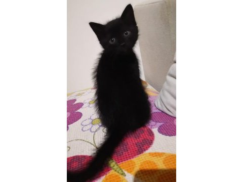 3 minnoş tekir kedimiz