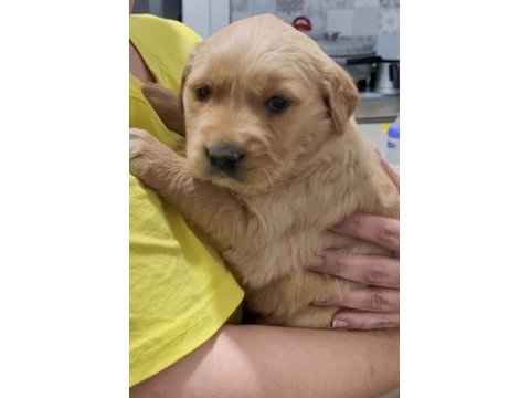 Kendi golden retriever yavrumuz