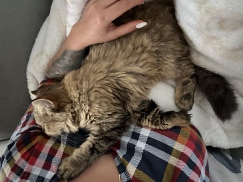 British longhair scottish fold karışımı