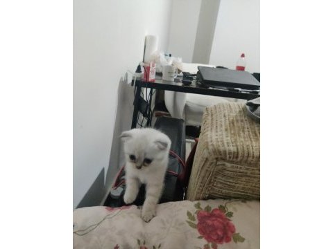 2 aylık scottish fold bluepoint yavruları