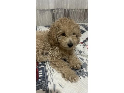 3 aylık toy poodle