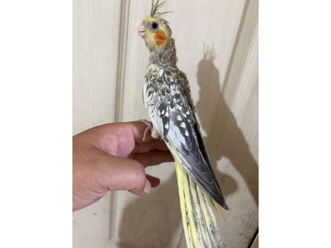 47 günlük kusursuz bebek sultan papağanı