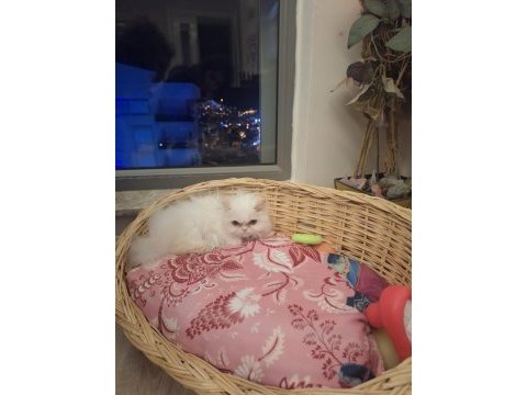 Orjinal british longhair erkek kedimiz