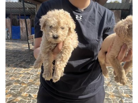 Dev poodle yavrularımız