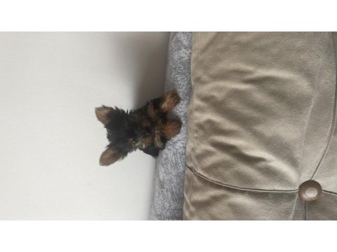 Safkan minik prenses minik prens yorkshire terrier