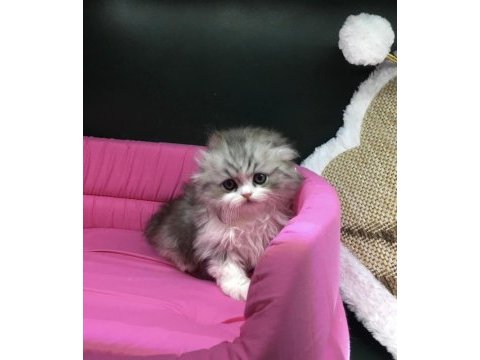 Scottish fold longhair yavrumuz