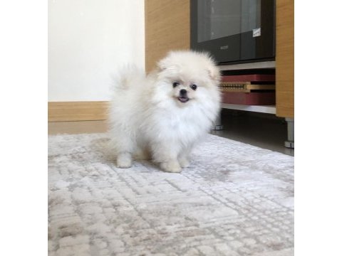 3 aylık dişi üst kalite minik pomeranian boo yavrular