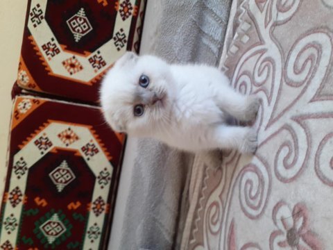 Safkan orjinal scottish fold yavrum