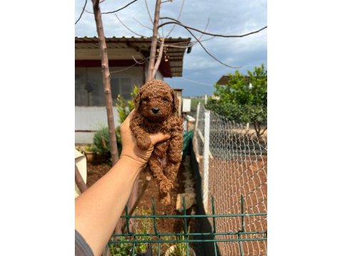 Red brown toy poodle