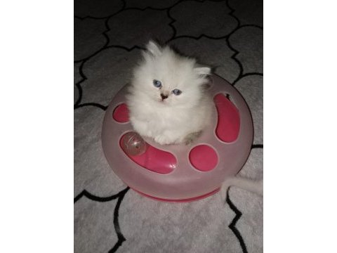 Secereli orjinal silver chinchilla yavrular