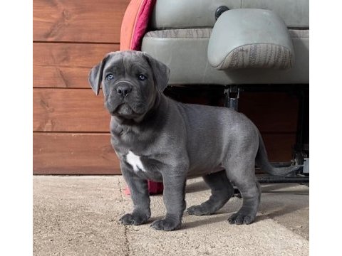 Profesyonel üretim çiftliğinden cane corso kapıda ödeme