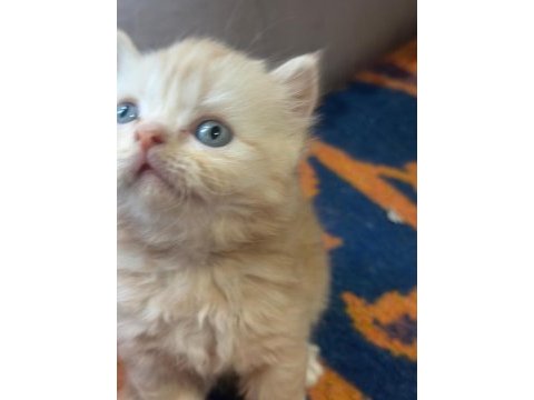 6 haftalık safkan british longhair yavrular
