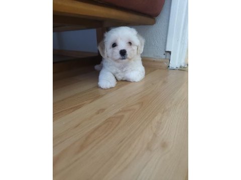Erkek maltese yavrusu