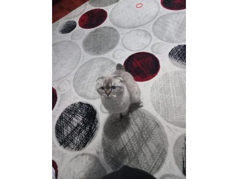 1 yaşında eğitimli scottish fold prenses