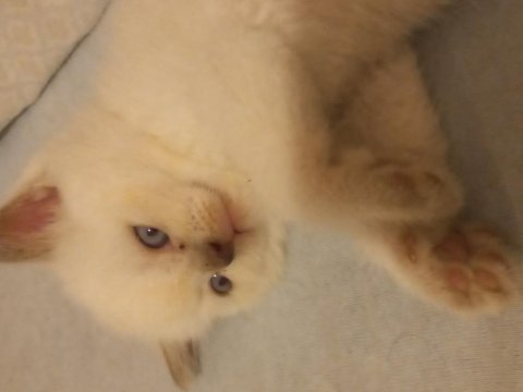 British longhair kedisi