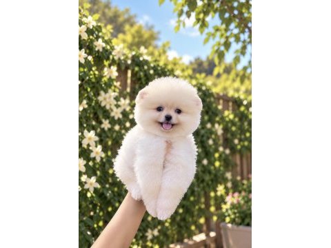 Gülen yüz pomeranian boo