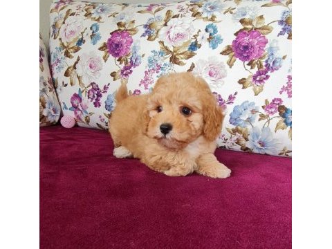 Sun kennels üretim çiftliğinden poodle bebekler
