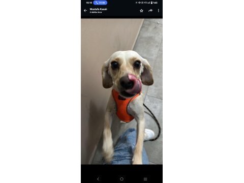 2 yaşındaki melez yavru köpeğimize yuva arıyoruz