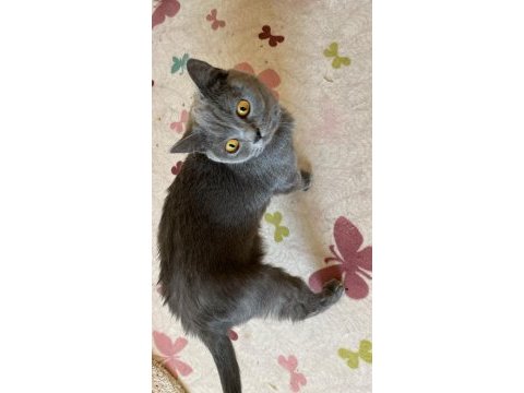 Acil sahiplendirilecek british shorthair