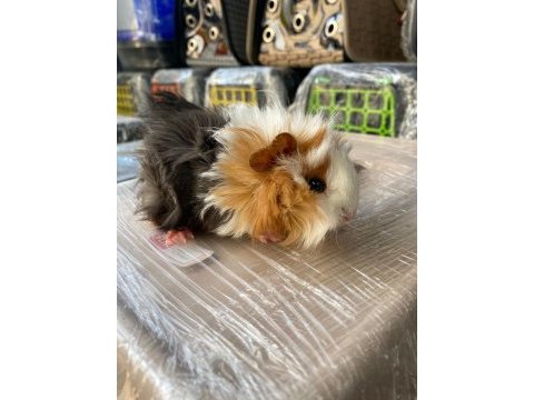 Guinea pig ler