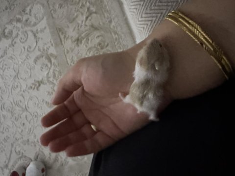 Hamster yavrularımıza yuva arıyoruz