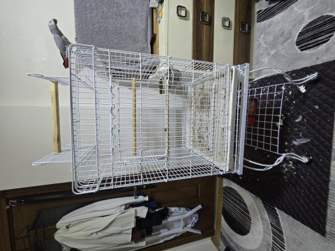 Konuşan jako papağanı full evcil sormadan geçme