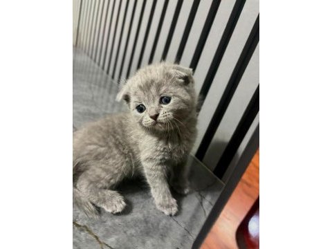 2 aylık yavru kedilerimiz sahiplendirilecektir