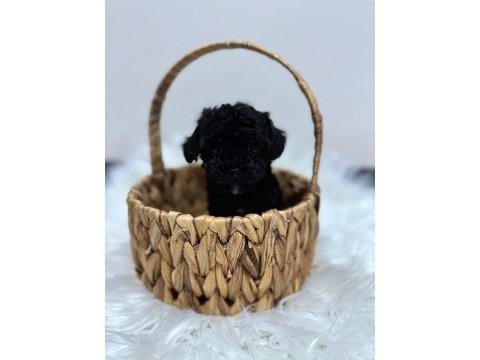 Siyah toy poodle yavrularımız