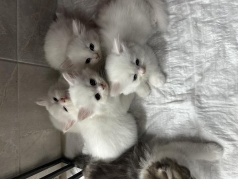 Kar beyazı british longhair yavrularım