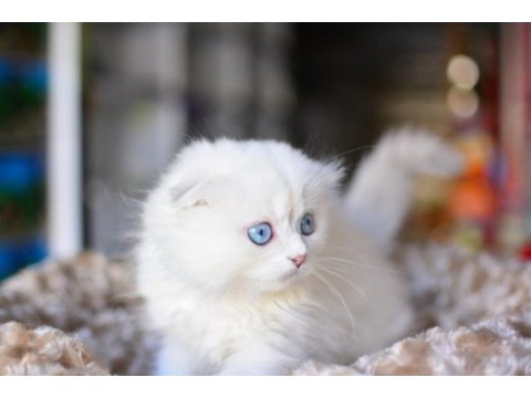 Prenses silver ns1133 scottish fold longhair 