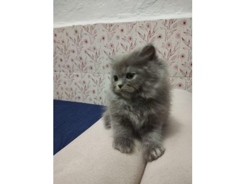 A kalite british longhair yavrular