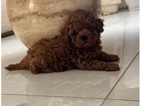 Toypoodle orjinal safkan yavrularımız 