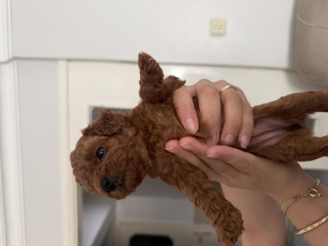 Toy poodle ev ortamından