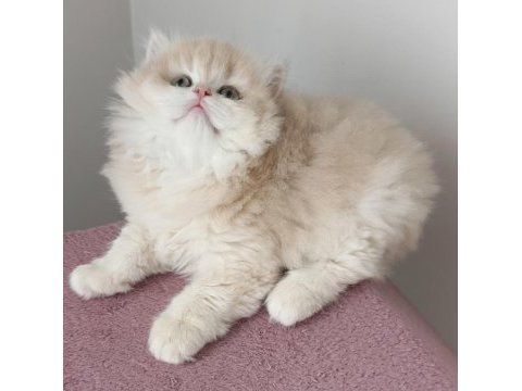 British longhair dişi golden yavru
