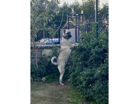 Kangal aslan pusat için hak ettiği bir yuva