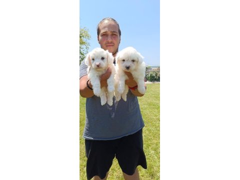 Lekesiz maltese terrier yavrular