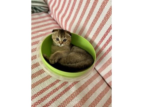 7 aylık scottish fold erkek