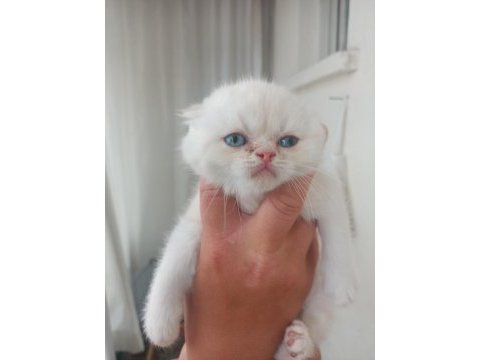 Sıfır kulak scottish fold yavru